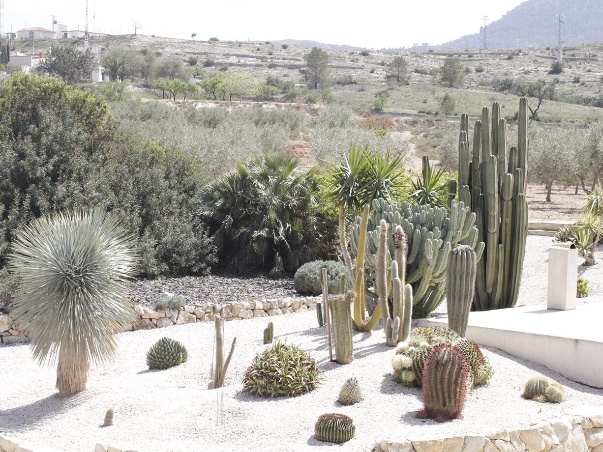 el jardín de cactus de la casa del pino