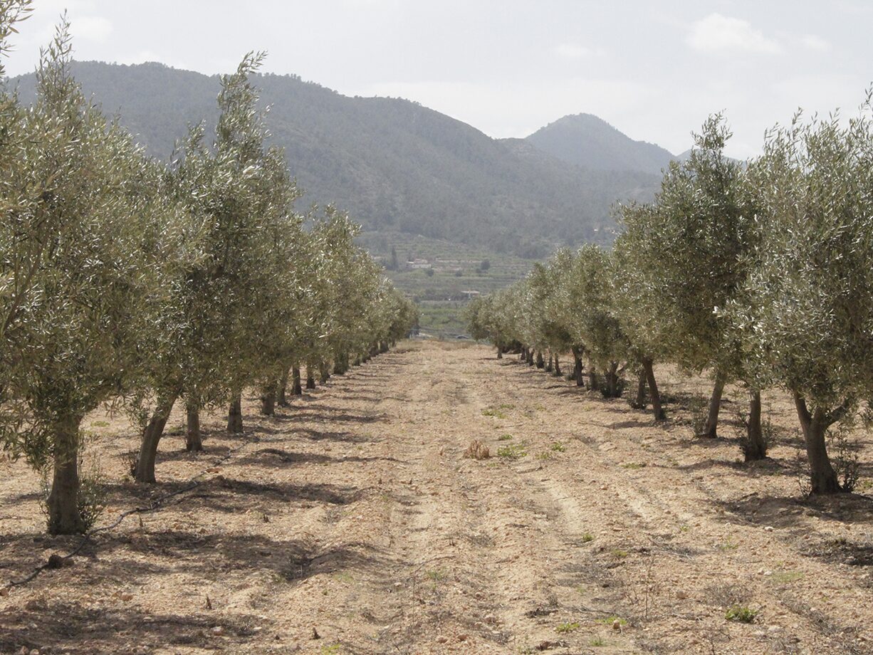 las hileras del olivar hacia la sierra