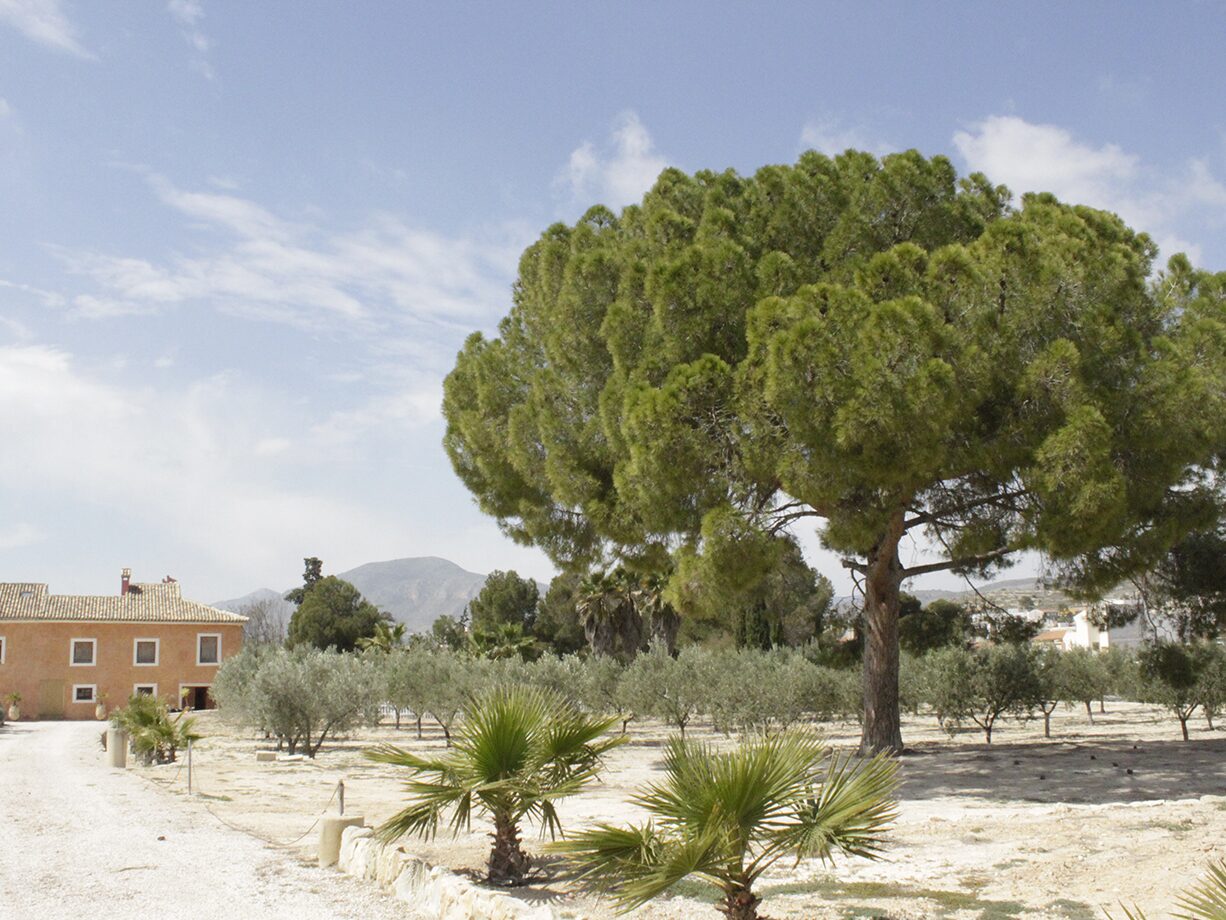 el pino que da nombre a la casa, con la finca detrás